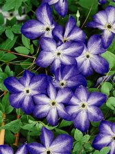 Clematis Venosa Violacea