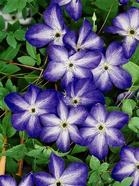 Unique violet flowers with a center stripe