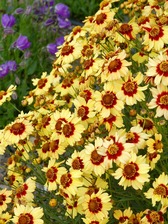 Coreopsis Autumn Blush