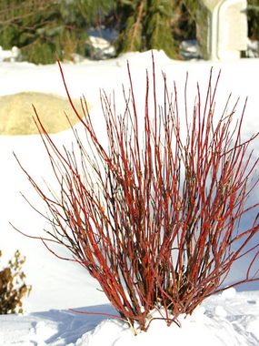 SHRUB The wonderful winter interest of Red Twig Dogwood on a smaller scale
