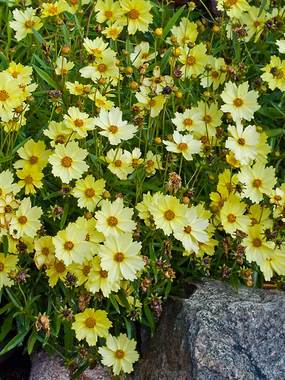 Large canary yellow flowers can reach 3" across.