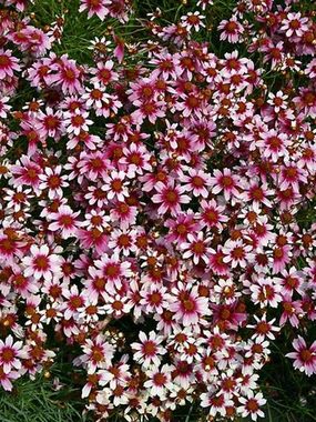 Impressive as a mass planting, or edger.
