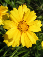 Coreopsis Mayfield Giant
