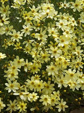 Pale yellow, One of the best. Flowers long and profusely