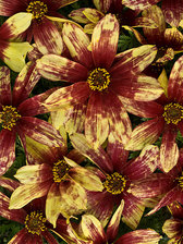 Coreopsis Route 66