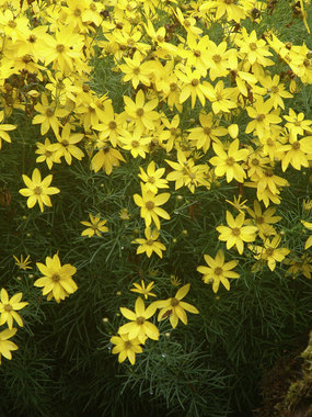 Golden yellow. Taller.