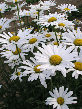 Single white Shasta Daisy