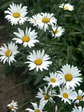 Chrysanthemum Amelia