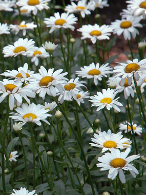 Chrysanthemum Becky  Bluestone Perennials