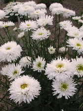 Chrysanthemum Fluffy