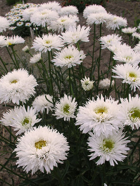 Some variation in these fluffy white flowers. Shasta Daisy