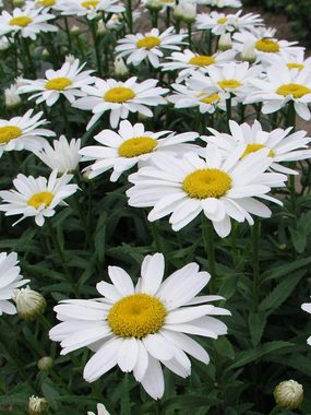 Compact dwarf with white flowers - Shasta Daisy