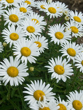 Chrysanthemum Tinkerbelle