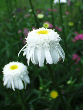 Chrysanthemum Wirral Pride