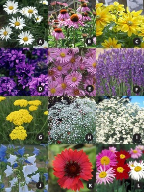Over $175.00 worth of plants, 12 varieties, 21 plants.  3'x14'