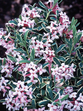 DACM 0 Daphne Carol Mackie Great Shrub for High Plains