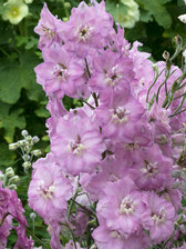 Delphinium Blushing Brides