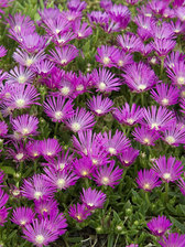 Delosperma John Proffitt