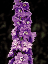 Delphinium Lavender