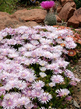 Delosperma Lavender Ice