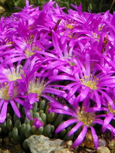 Delosperma sphalmanthoides