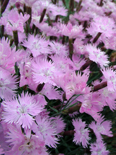 Dianthus Bath's Pink
