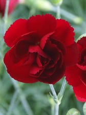 Dianthus Desmond