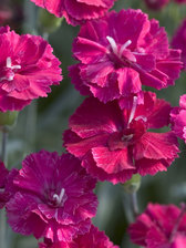 Dianthus Frosty Fire