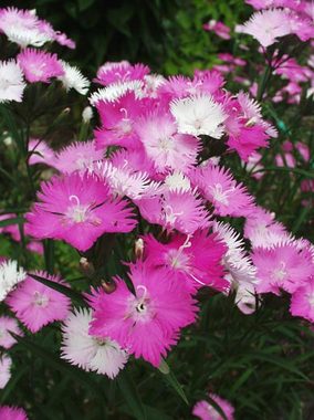 Very long blooming in multiple shades of pink/rose/white