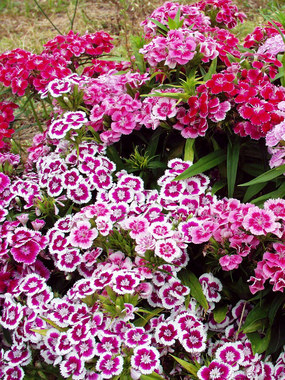 DWARF SWEET WILLIAM