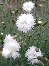 Dianthus Itsaul White