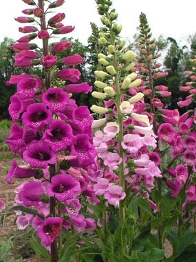 Spikes in shades of strawberry red