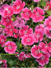 Dianthus Flavora Rose Shades