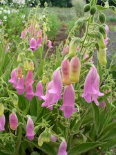 Digitalis Spanish Peaks