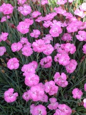 Dianthus Tiny Rubies