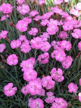 Dwarf mat pink. Double little flowers over miniature foliage