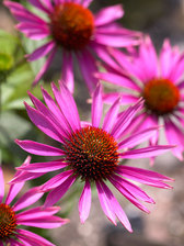 Echinacea Pica Bella