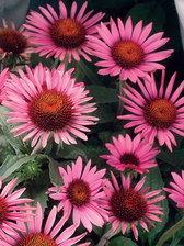 Echinacea Lilliput