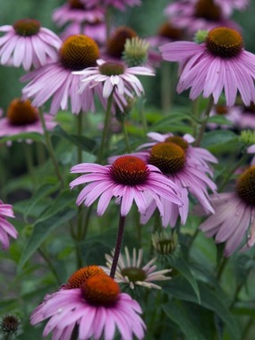 Extra large pink flowers last long when cut