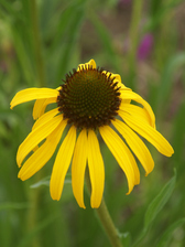 Echinacea Paradoxa