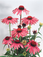 Echinacea Primadonna