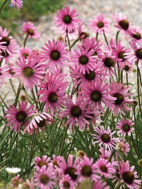 Thin rays of deep pink make an excellent cut flower