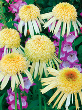Echinacea Secret Joy