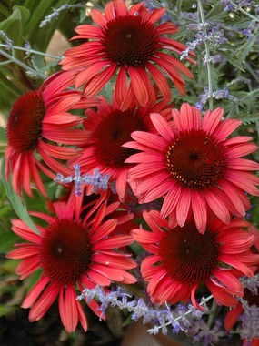 A red cone with rose petals.