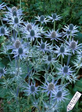 Large steely-blue cones are long-lasting. Can be dried