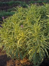 Erysimum Variegatum