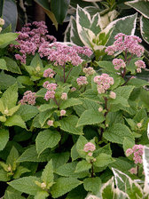 Eupatorium Little Joe
