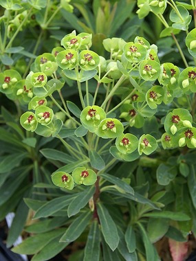 Blooms continuously thru the entire season.