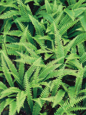 Fern Deer Fern, Ladder Fern