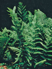 Fern Dixie Wood Fern